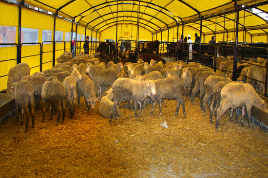 Kurban Çadırı